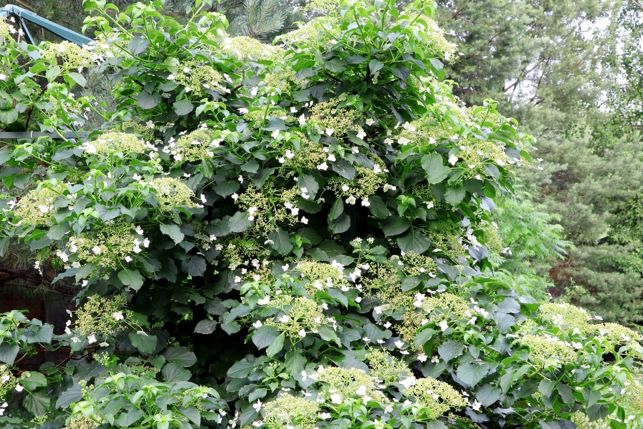 Hydrangea petiolaris blooming . Young green leaves of Hydrangea petiolaris in summer. Climbing Hydrangea.