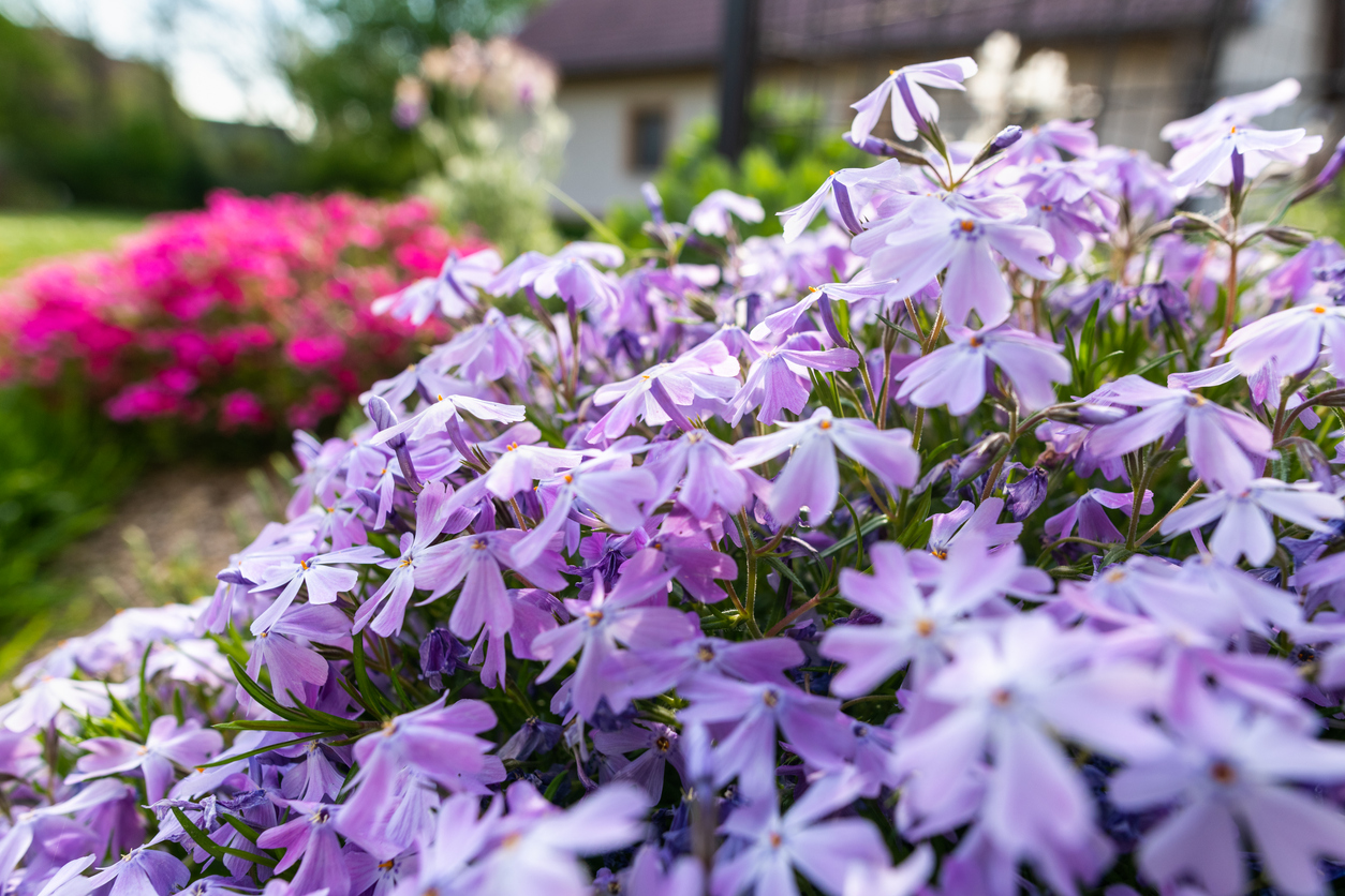 Purple creeping phlox. Blooming phlox in spring garden, close up. Rockery with small pretty violet phlox flowers, nature background.