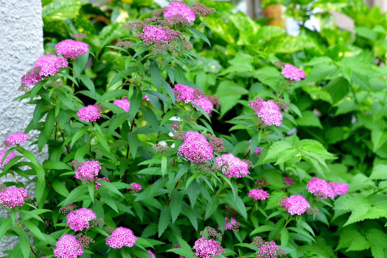 Spiraea japonica, commonly called Japanese spirea or Japanese meadowsweet, is a dense, upright, mounded deciduous shrub that grow 1-2 meter tall. Tiny pink flowers in flat-topped clusters cover the foliage from late spring to early summer, with sparse and intermittent repwat bloom sometimes occurring.