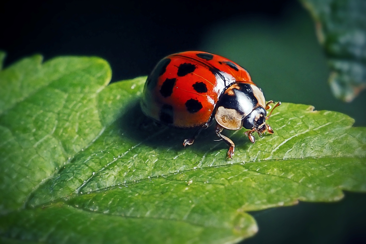 Ladybug on leaf