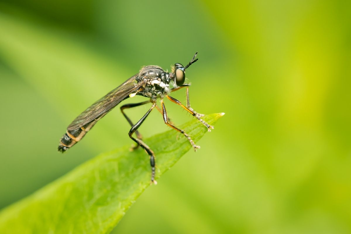 Robber fly