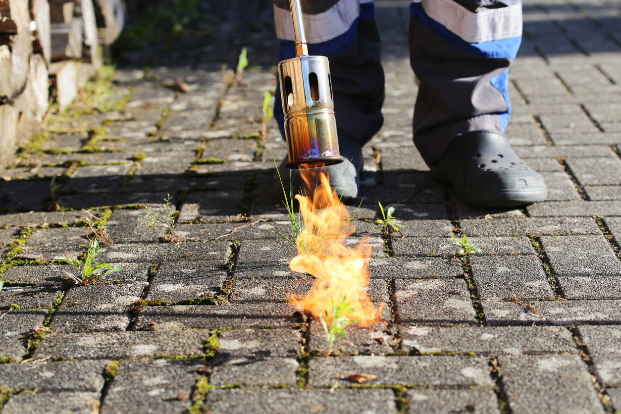 Man destroying weeds with the weed burner