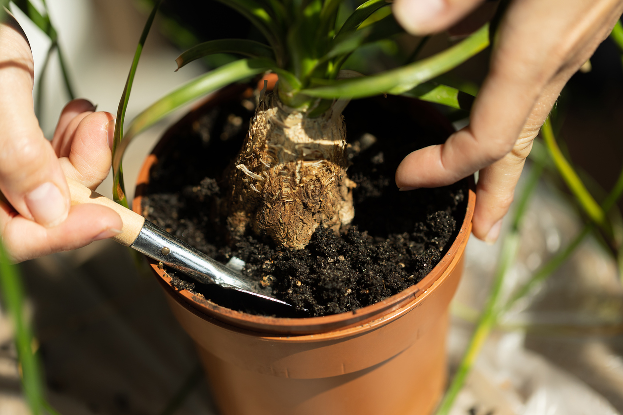 Transplanting Nolin into new soil. Close-up on Nolin.