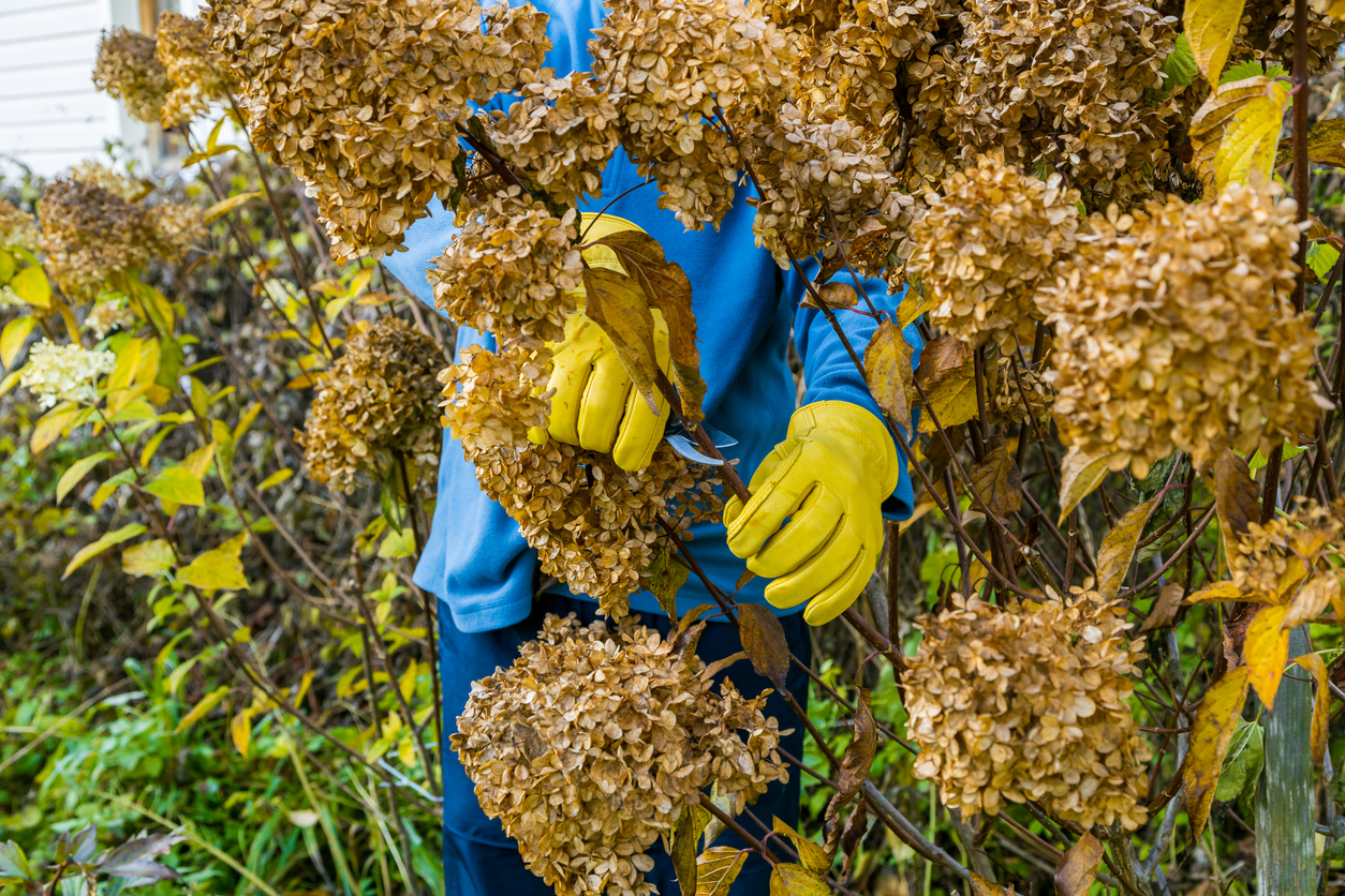 Bush hydrangea cutting or trimming with secateur in the garden. High quality photo