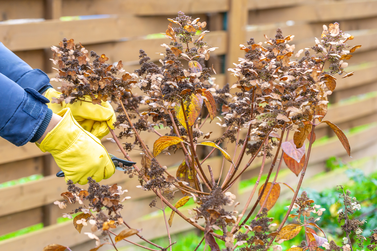 Bush hydrangea cutting or trimming with secateur in the garden. High quality photo