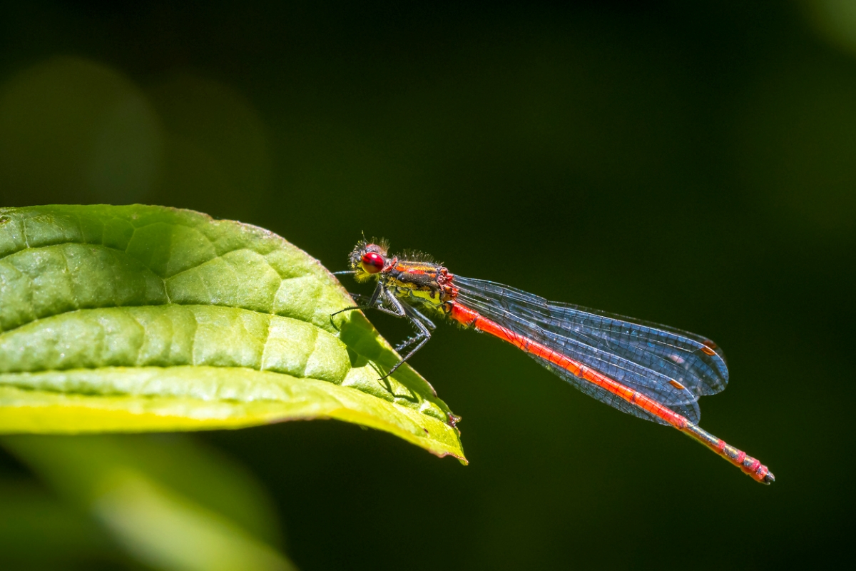 Damselfly