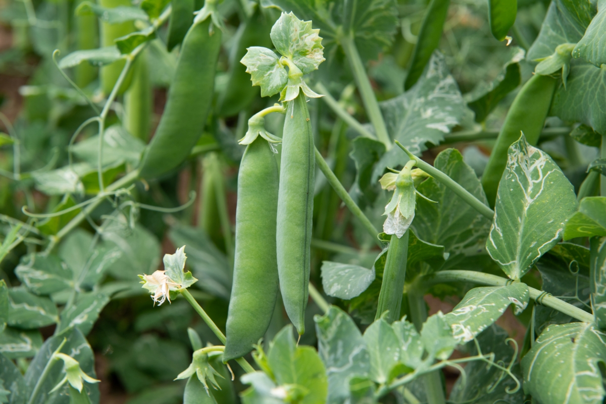 Peas on vine in garden