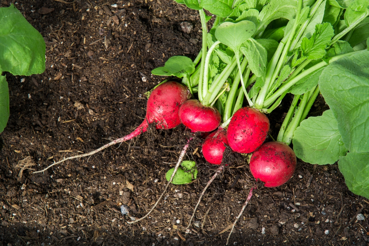 Red radishes in garden