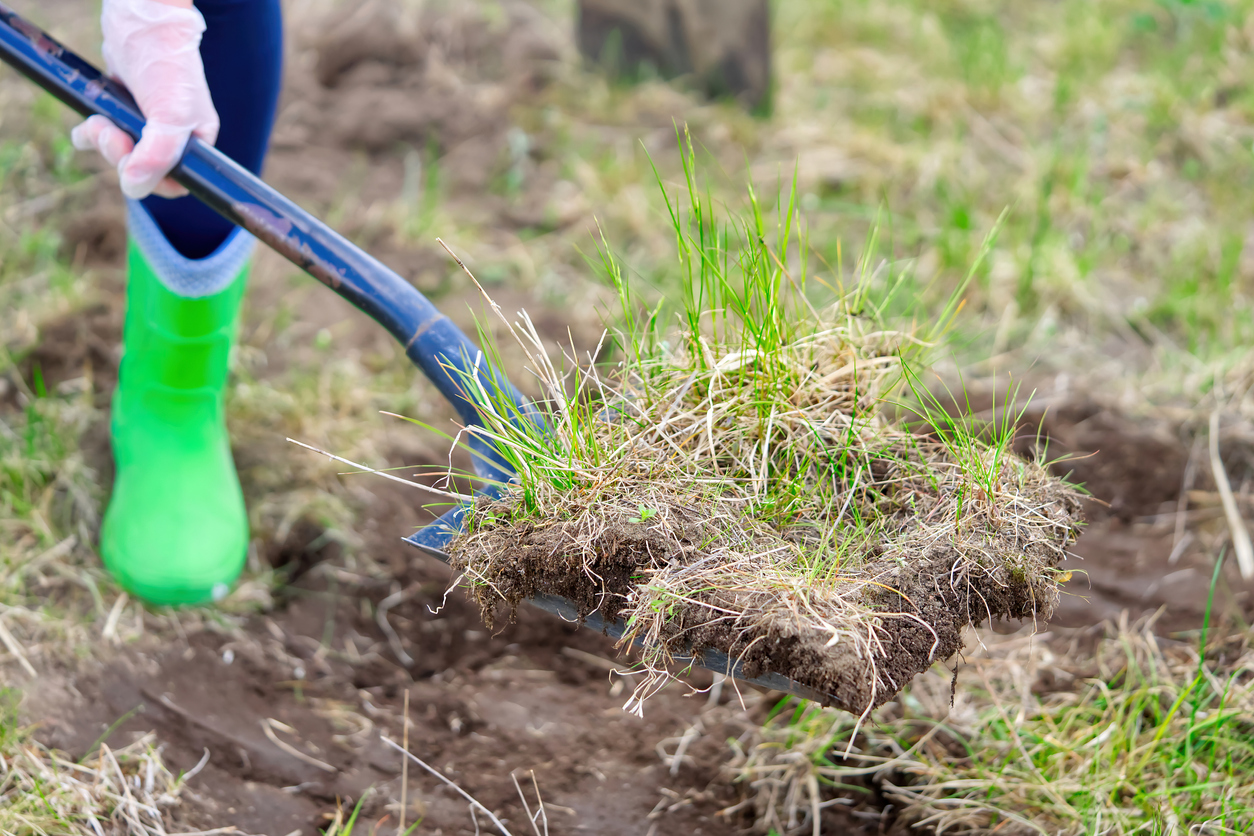 close shot of blue shovel holding piece of turf grass being dug out of lawn