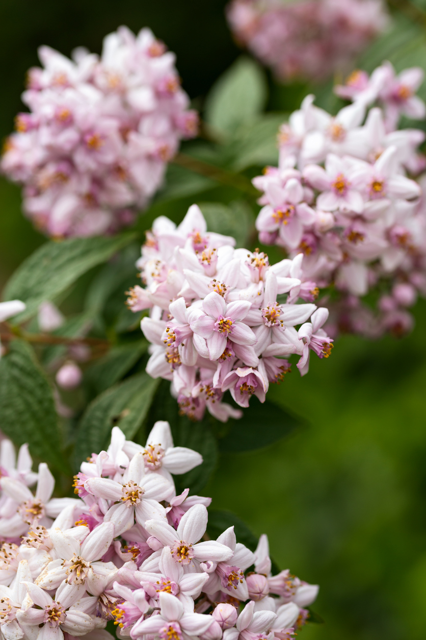 close view of pink blossoms of deutzia plant on bush