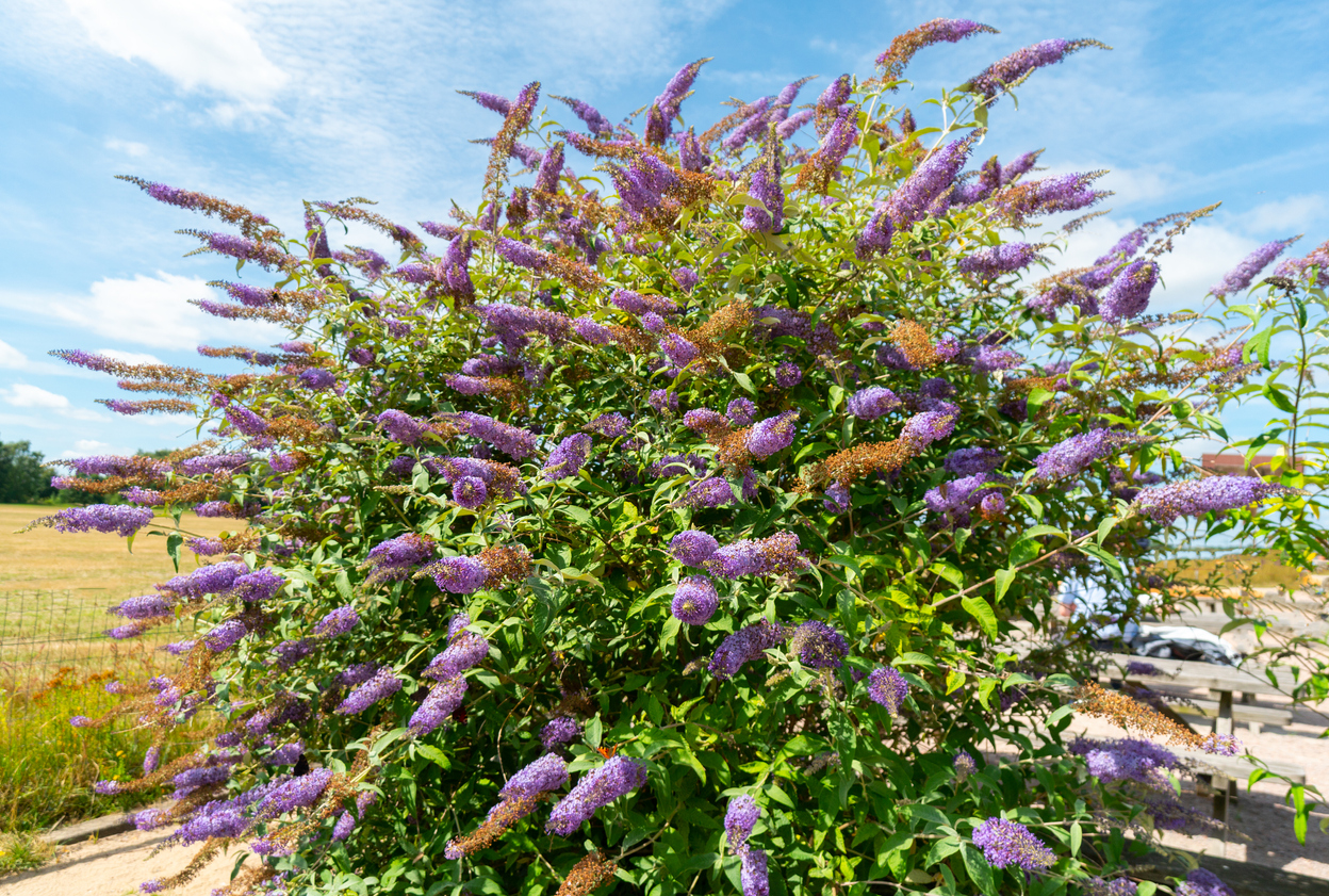 Buddleia flower