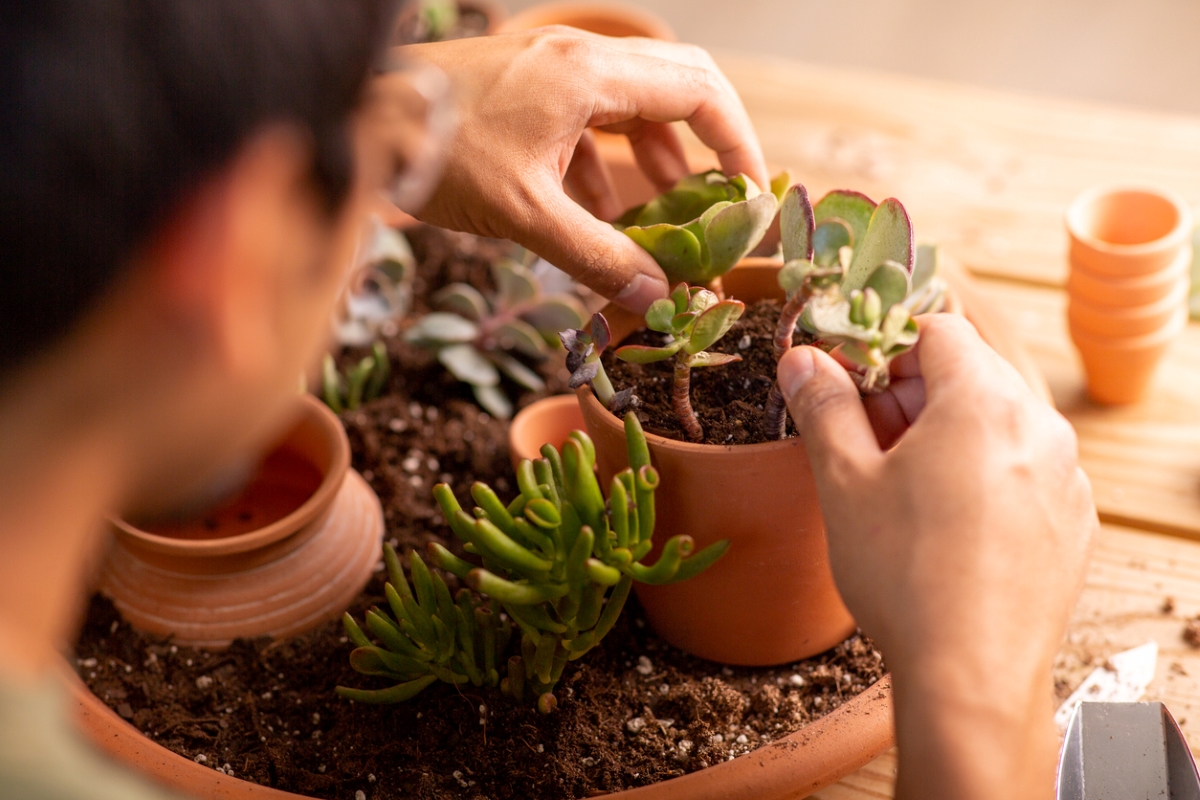 Man arranging succulents