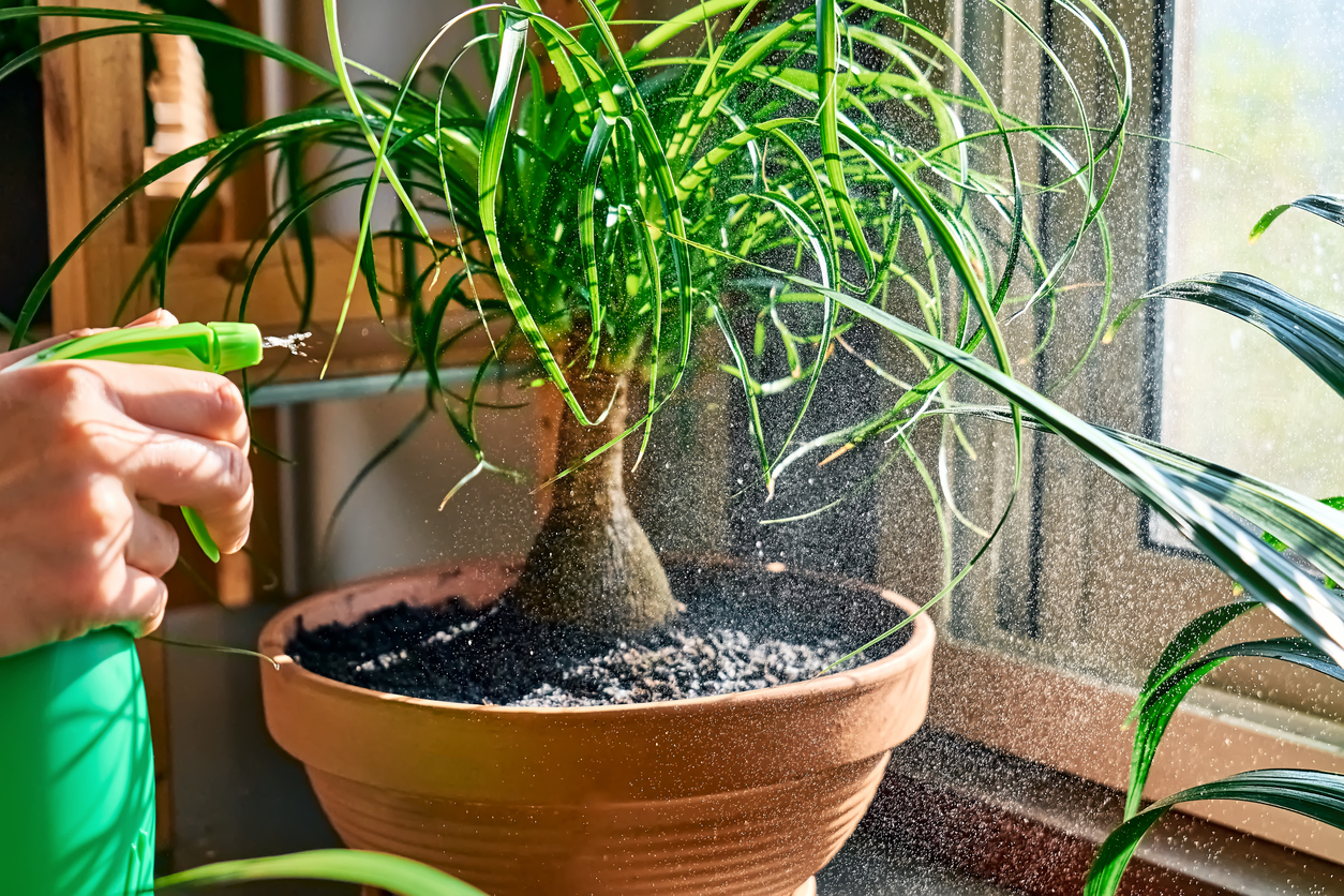 Hand of woman spraying Beaucarnea houseplants. Moisturize leaves of tropical plants during the heating season at home. Greenery at home. Eco-friendly life. Taking care of plants, hobby.