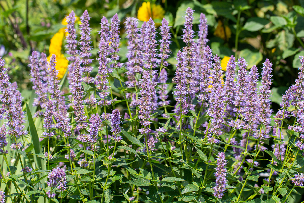 purple flowers in garden