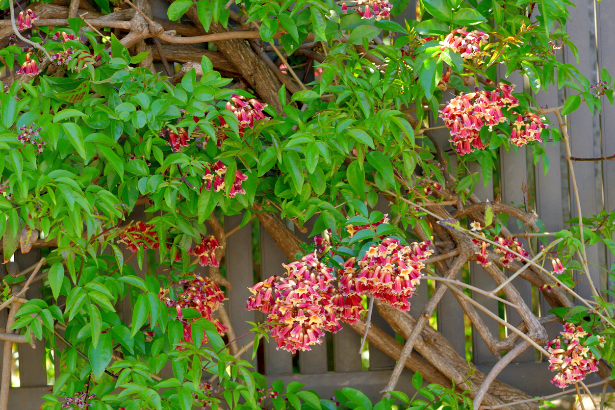 Bignonia capreolata, commonly known as Cross-vine, is a vigorous vine in the Bignoniaceae (trumpet creeper) family. It is a vigorous, woody vine that climbs by branched tendrils with adhesive disks. Axillary clusters (2-5 flowered cymes) of fragrant, trumpet-shaped, orange-red flowers appear in spring, lasting until early summer.