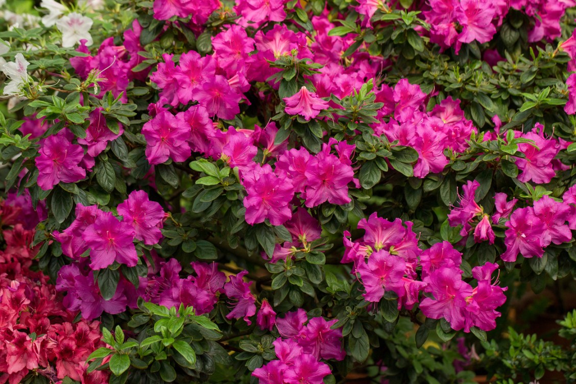 15 Low-Maintenance Evergreen Shrubs You Never Need to Trim - Bob Vila