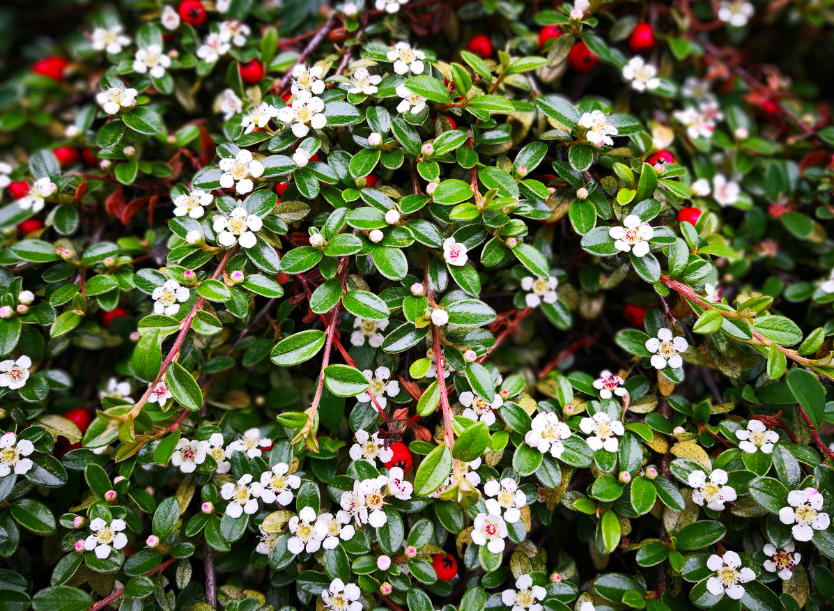 The plants represent several stages of inflorescence. Natural floral background