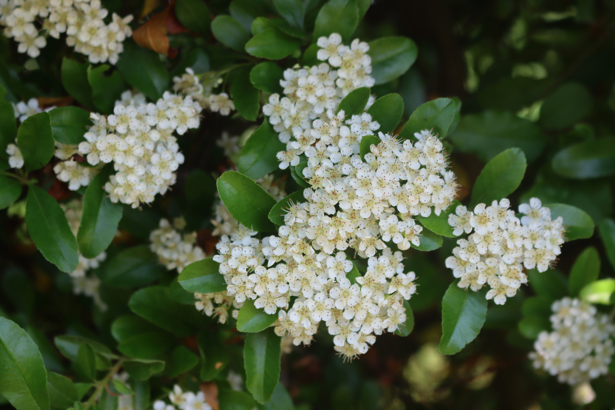 15 Low-Maintenance Evergreen Shrubs You Never Need to Trim - Bob Vila