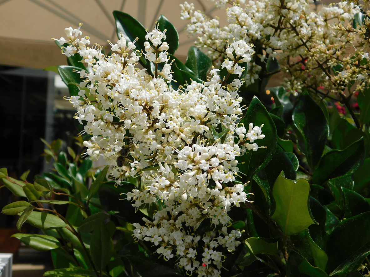 Wax leaf privet, or Ligustrum japonicum, plant and white flowers, in a garden