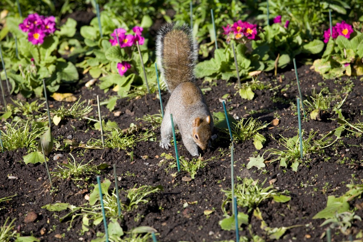 Gray Squirrel finds a nut and digs it up