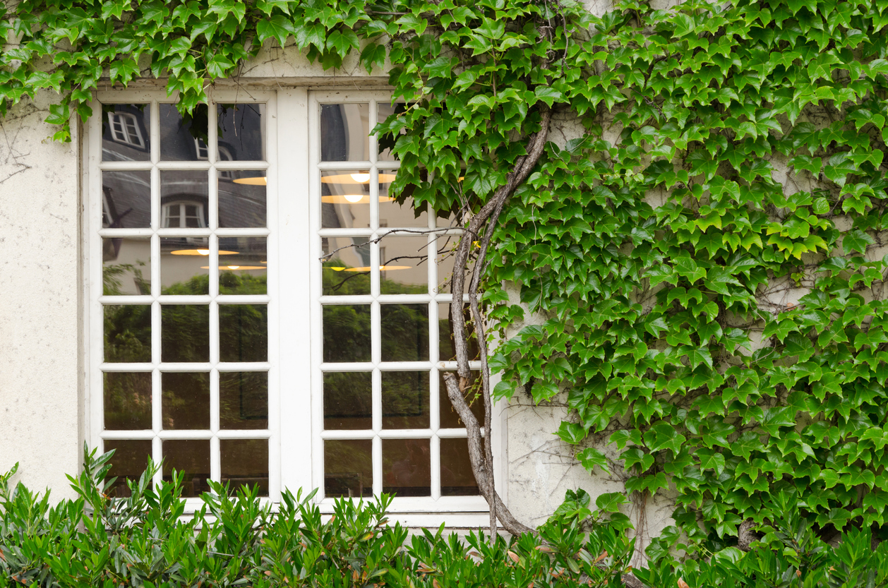 Green wall with white window and lush ivy.