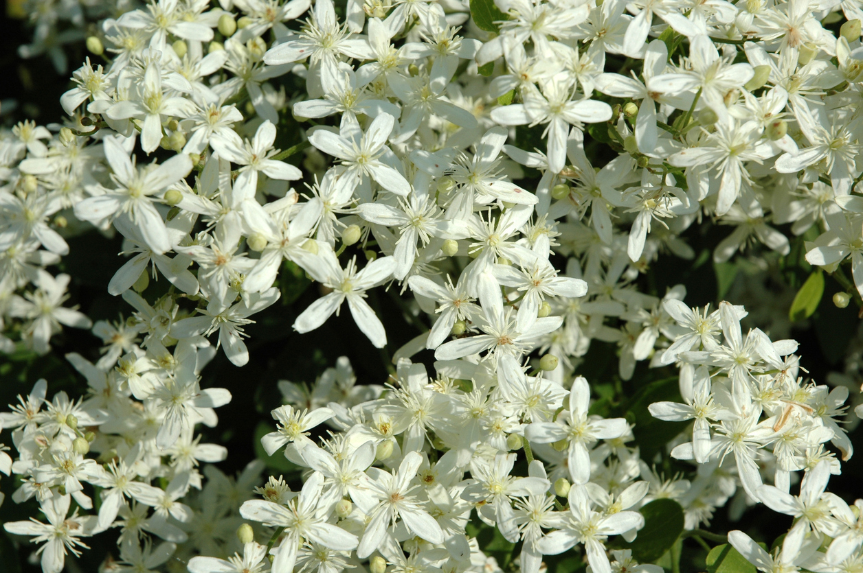 Clematis terniflora 'Sweet Autumn' in late summer bloom. Carpet of star-shaped white blooms are only 1 inch in diameter.