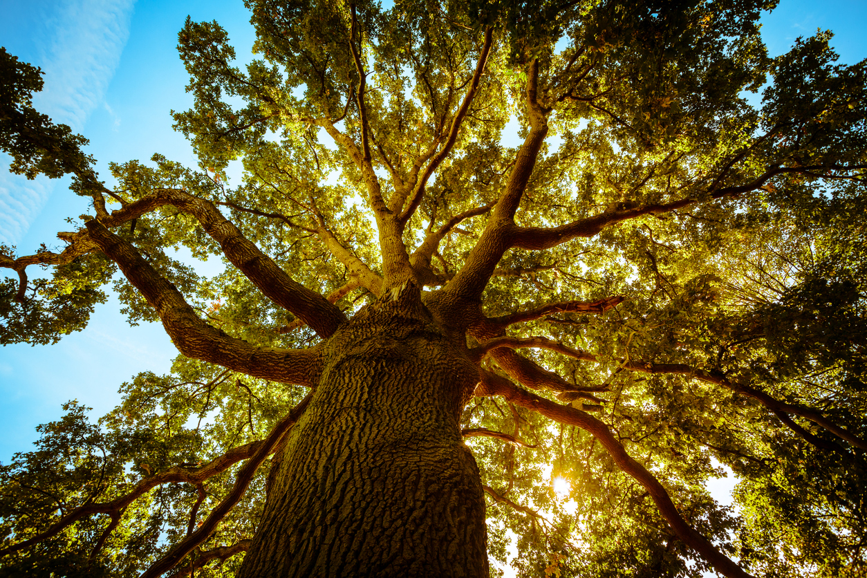 Tall tree in the spring