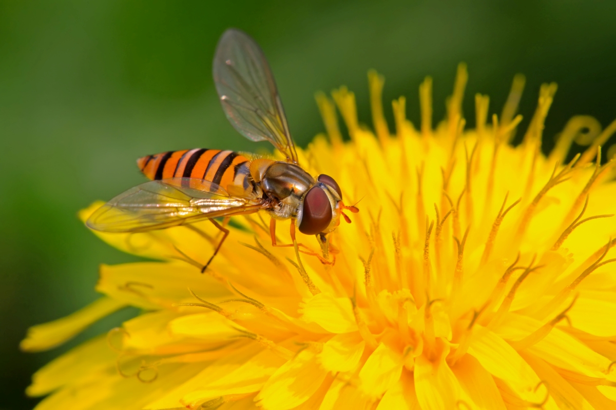 Hoverfly on yellow flower