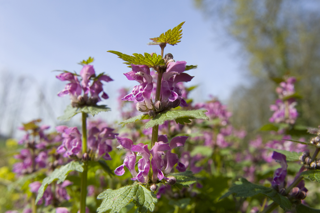 Purpurrote Taubnessel Lamium purpureum Lippenblütengewächse