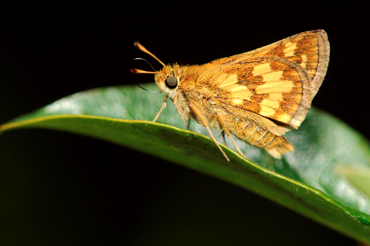 Moth on leaf