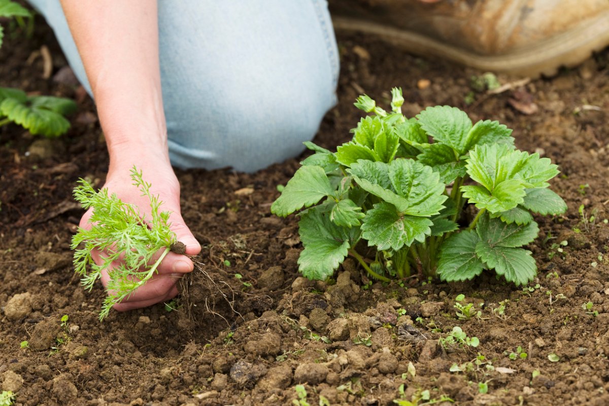 Woman kneeling down to remove a weed from the strawberry patch. This Canon EOS-1D Mk IV image offers a very generous XL size. There are companion images:Explore this lightbox for more images around the Garden: