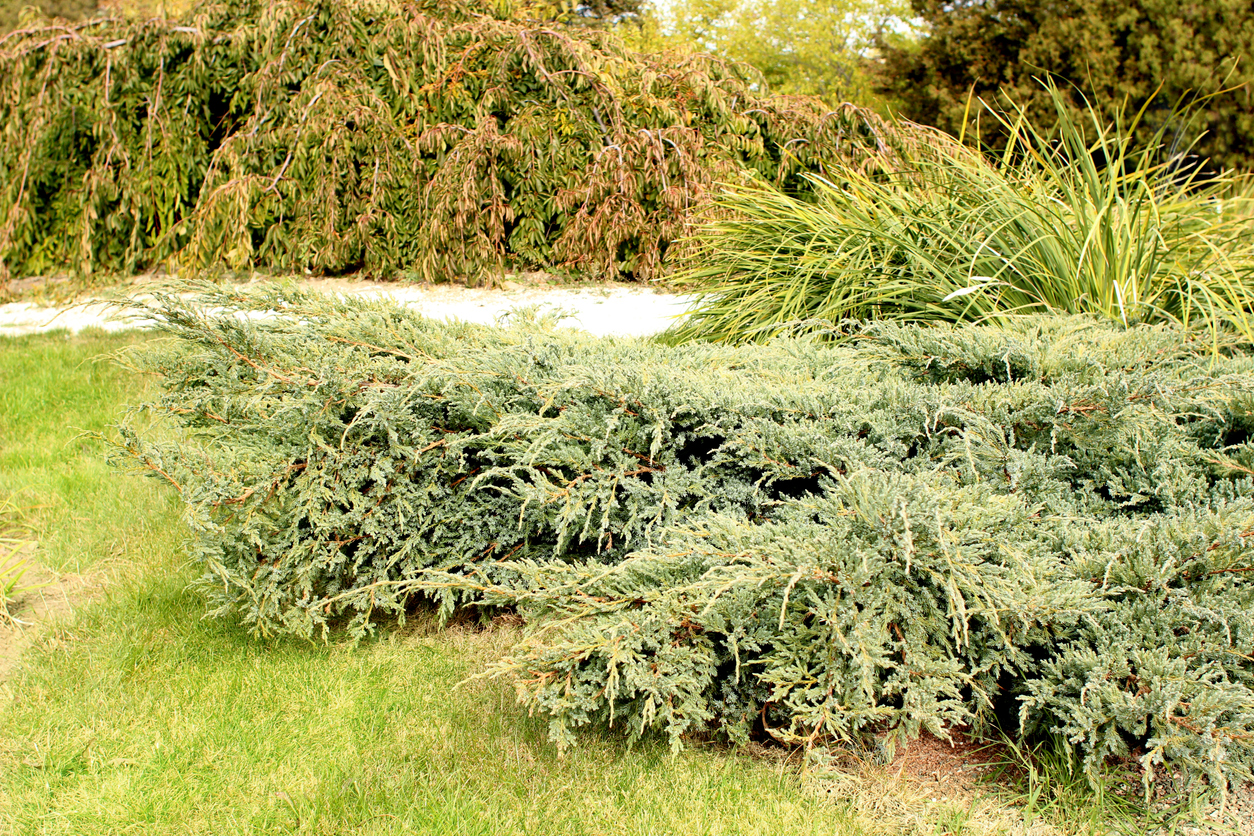 backyard garden with low creeping bushes and creeping juniper bush in foreground