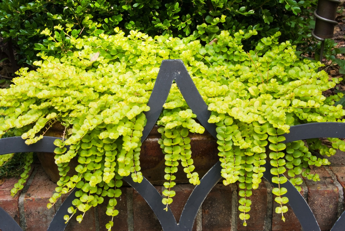 Green creeping jenny plant