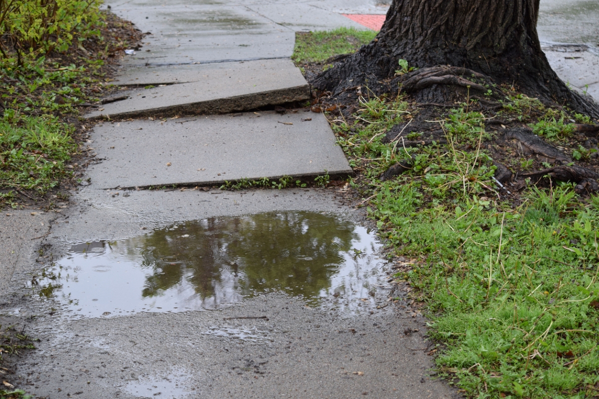 Tree uprooting concrete sidewalk