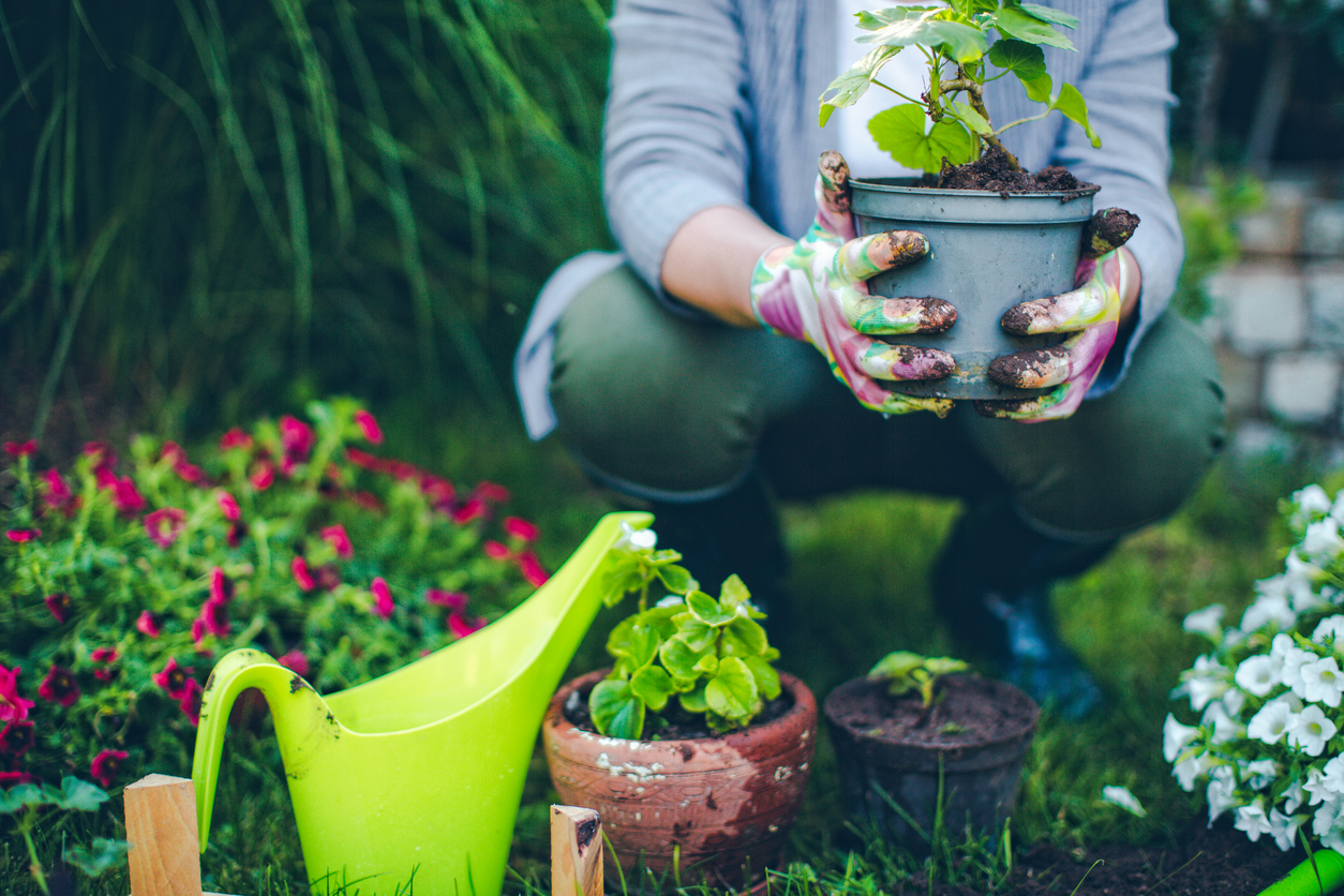 gardener squatting in garden and hold ing a potted plant