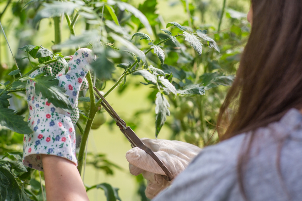 Woman pruning tomato plant