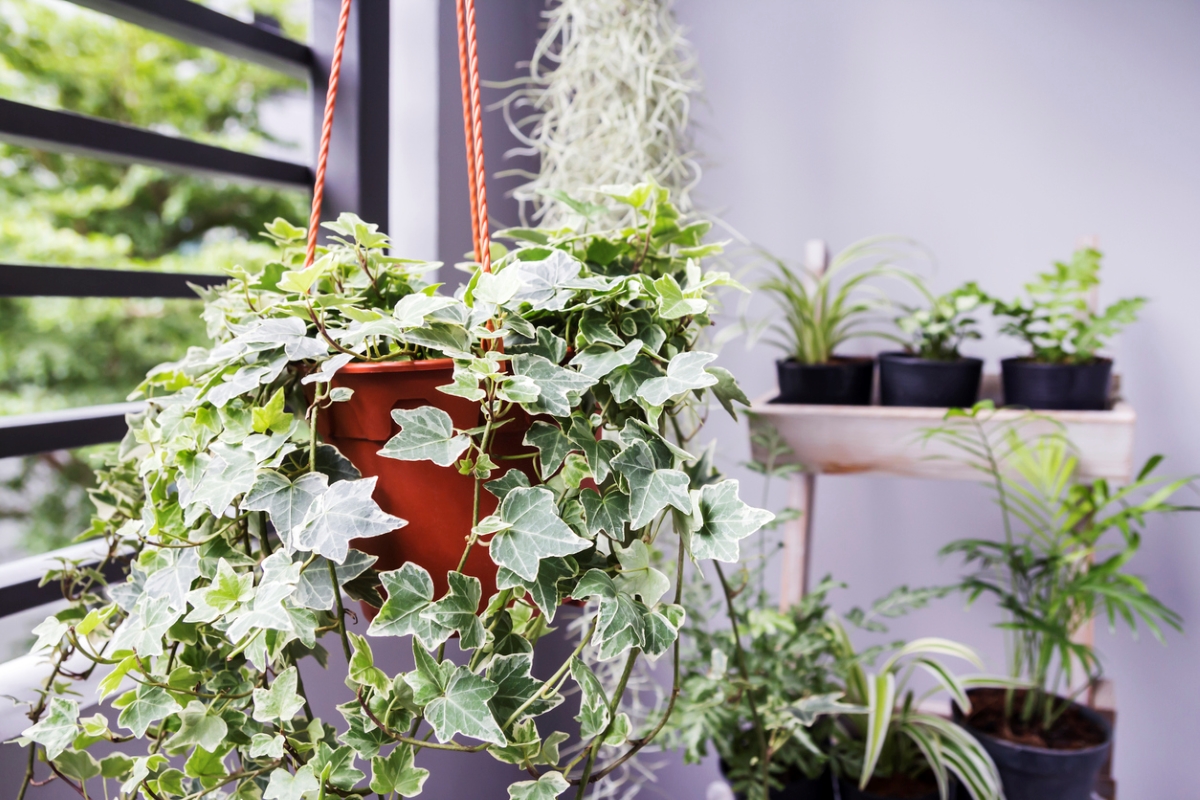 Hanging English ivy plant