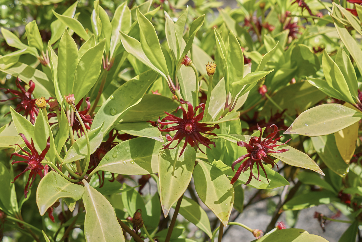 Illicium floridanum blooming