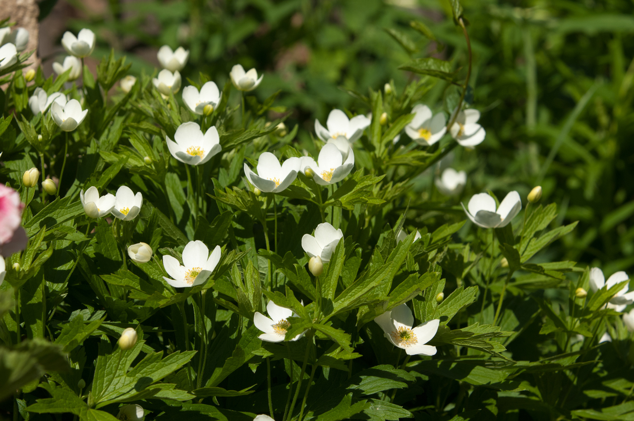 15 Low-Maintenance Evergreen Shrubs You Never Need to Trim - Bob Vila