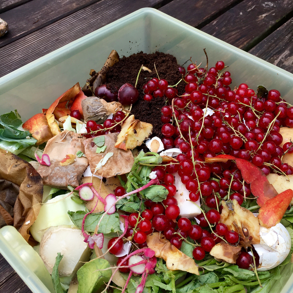 compost with tea bags dirt and with red currants in a small plastic bucket