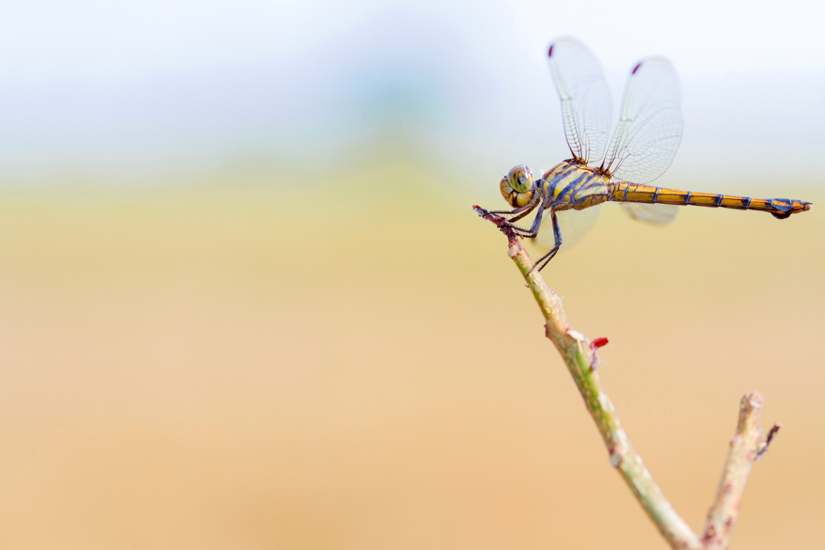 Dragonfly