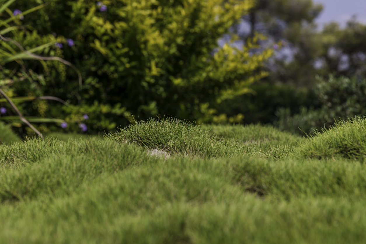 ground level view of bumpy grass with several uneven mounds