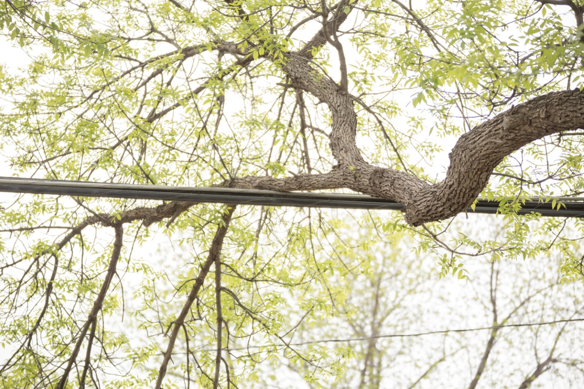 Large tree branch touching powerline