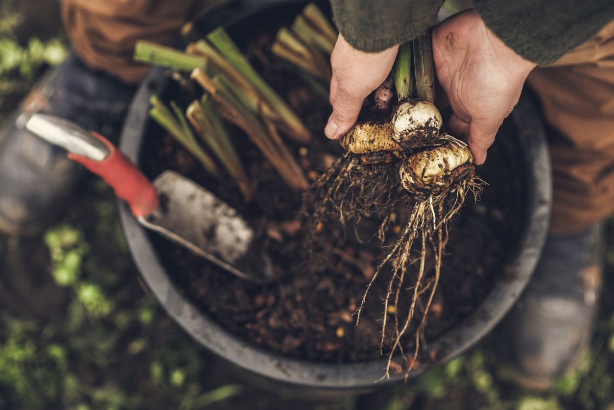 woman holding a bulb of plants for planting in the garden