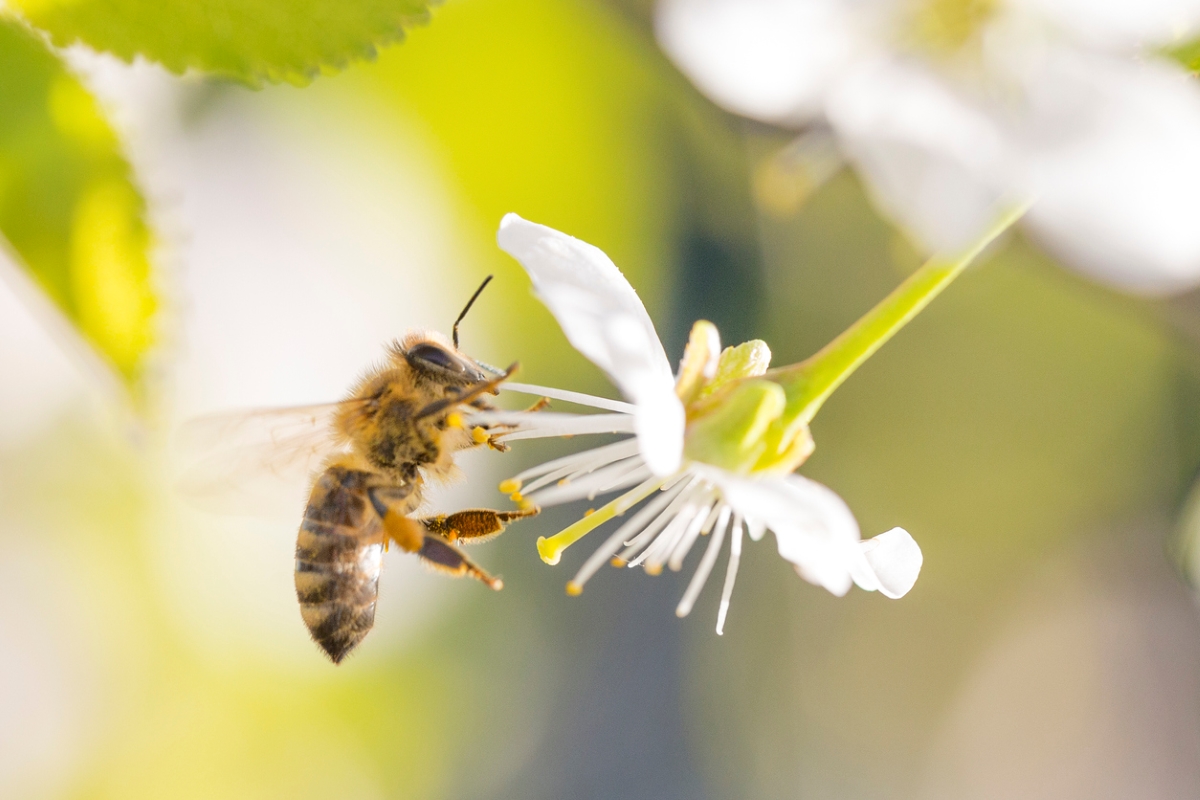 Bee on white flower