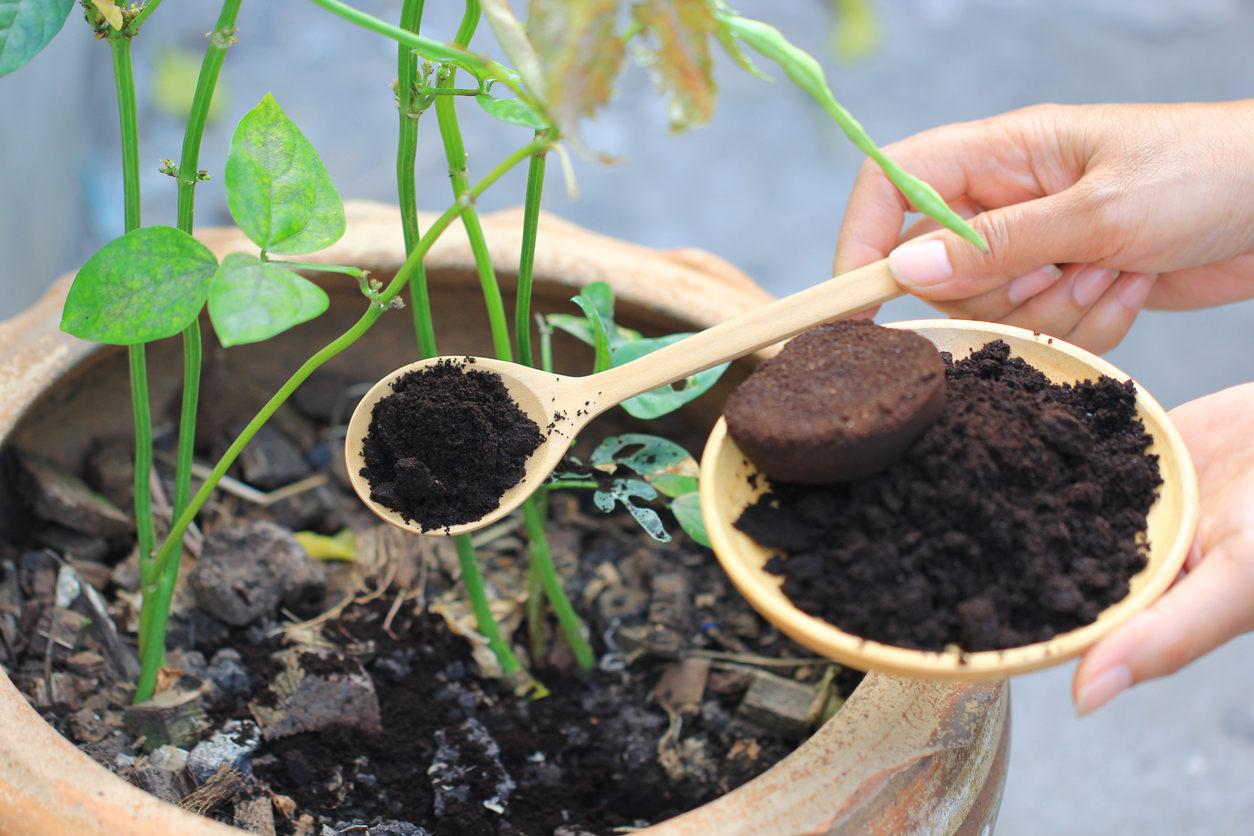 Coffee ground, Coffee residue is applied to the tree and is a natural fertilizer, Gardening hobby