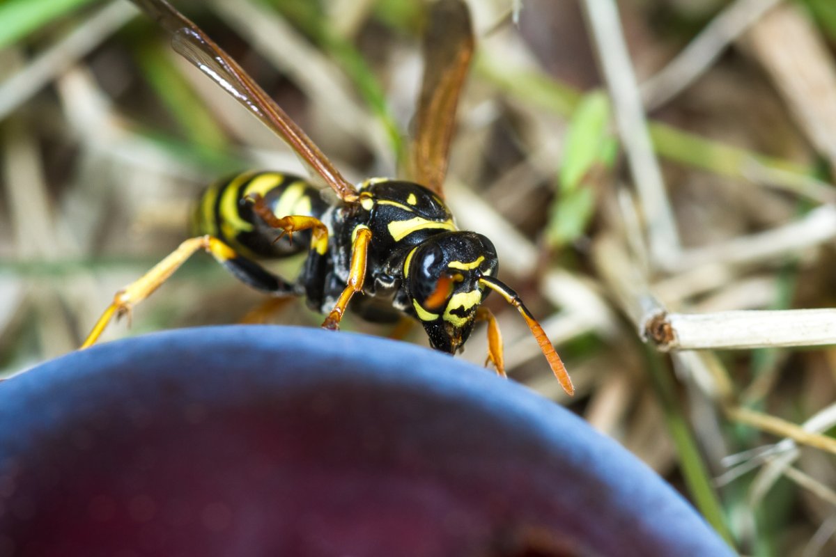 close up of a yellow jacket climbing an overripe plum with dried grass in the background