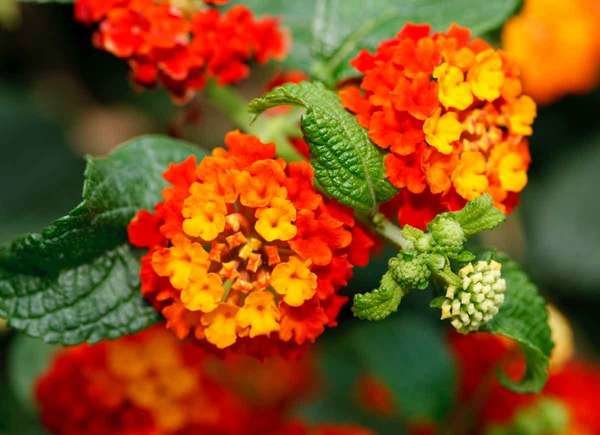 Lantana