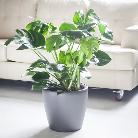 20 Big Indoor Plants That Make a Statement - Bob Vila