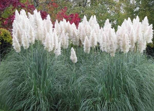 Pampas Grass